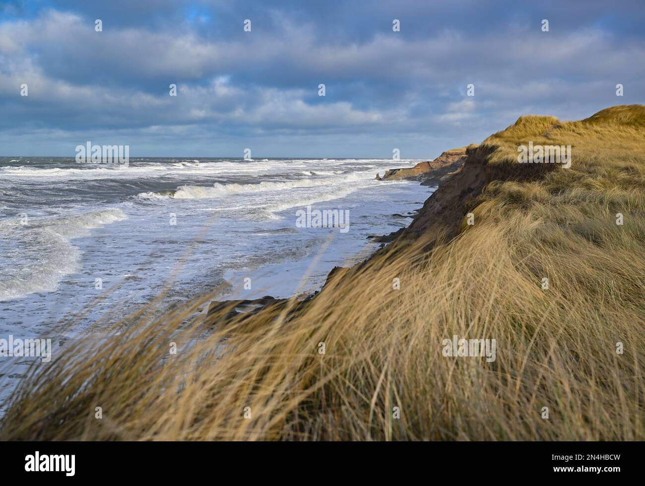 Agger, Denmark. 30th Jan, 2023. The stormy surf of the North Sea on the dunes of the west coast at the National Park Thy. The national park stretches from Agger Tange in the south to Hanstholm in the north. Credit: Patrick Pleul/dpa/Alamy Live News Stock Photo