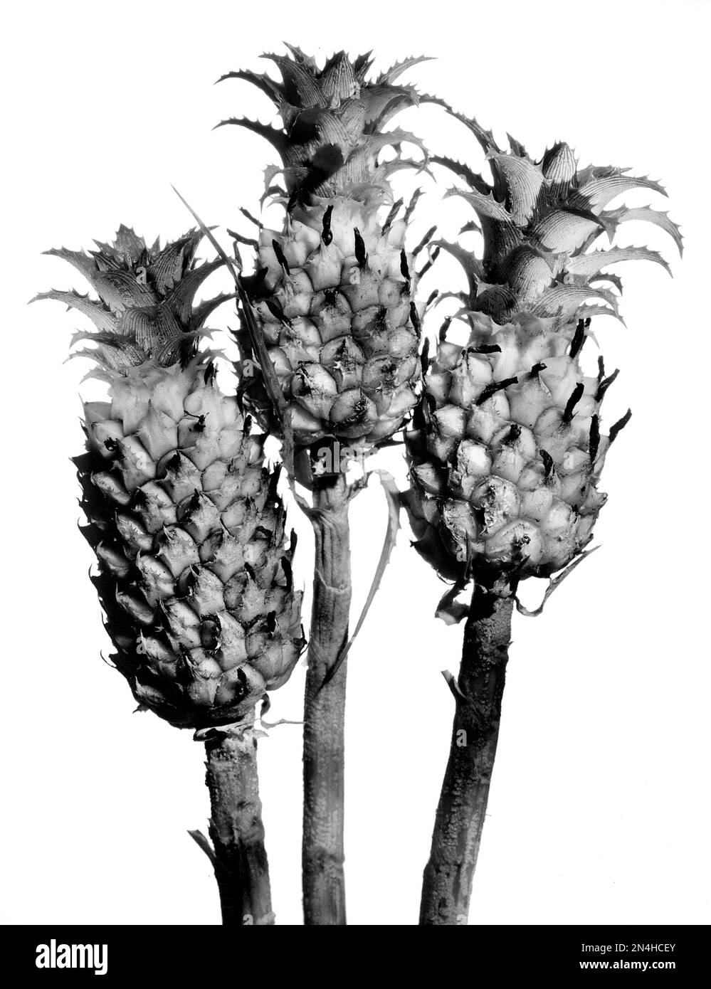 Three stems of Dwarf Mini-PineApples are closely related to Bromeliads.  Close-up, on white background. Stock Photo