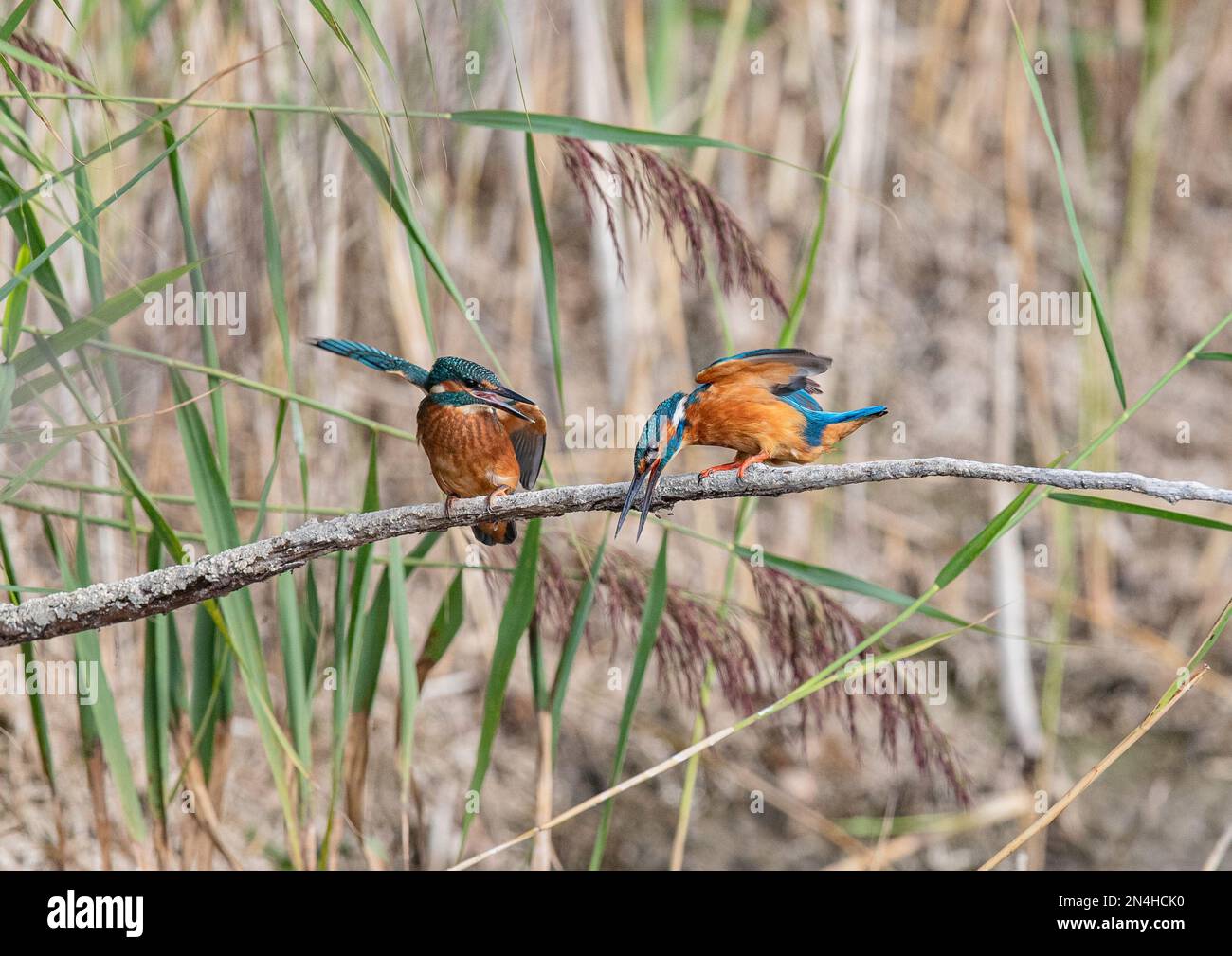 Teenage strop hi-res stock photography and images - Alamy
