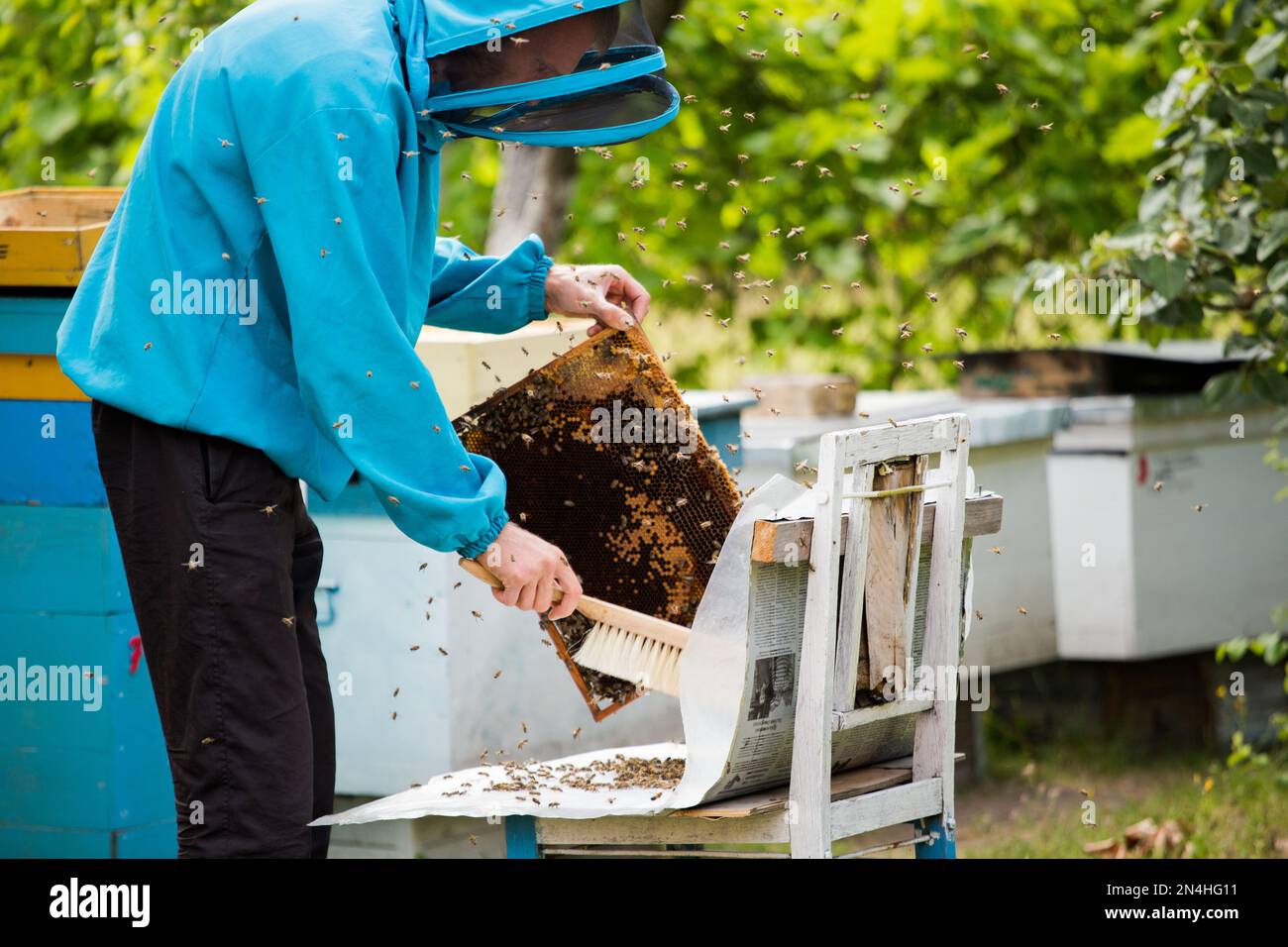 beekeeper shakes bees with frame with single brush to transfer to nucleus box. Artificial