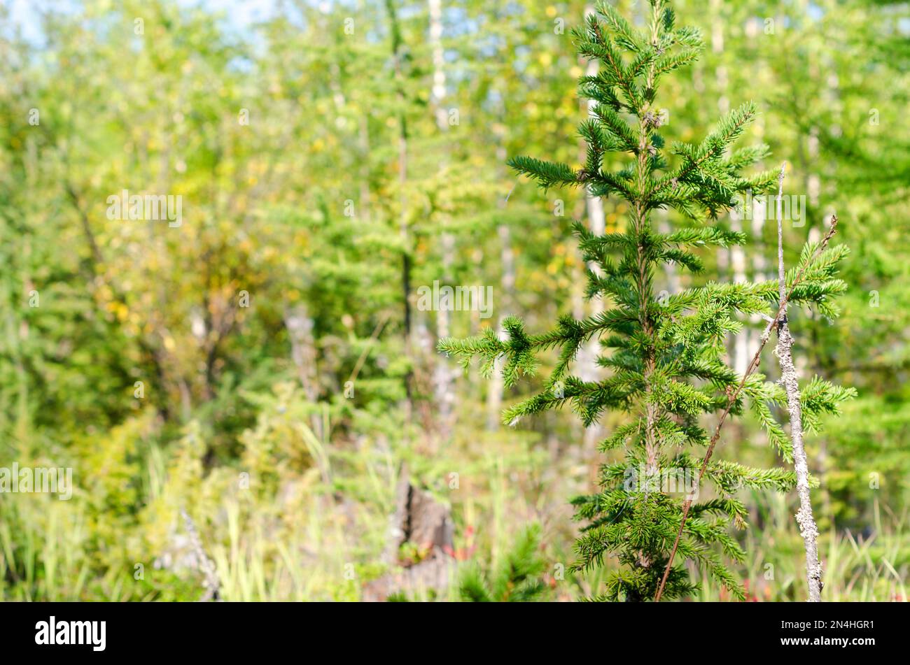 Northern Yakut young spruce grows with thin branches on a background of birch forest on a Sunny day. Stock Photo