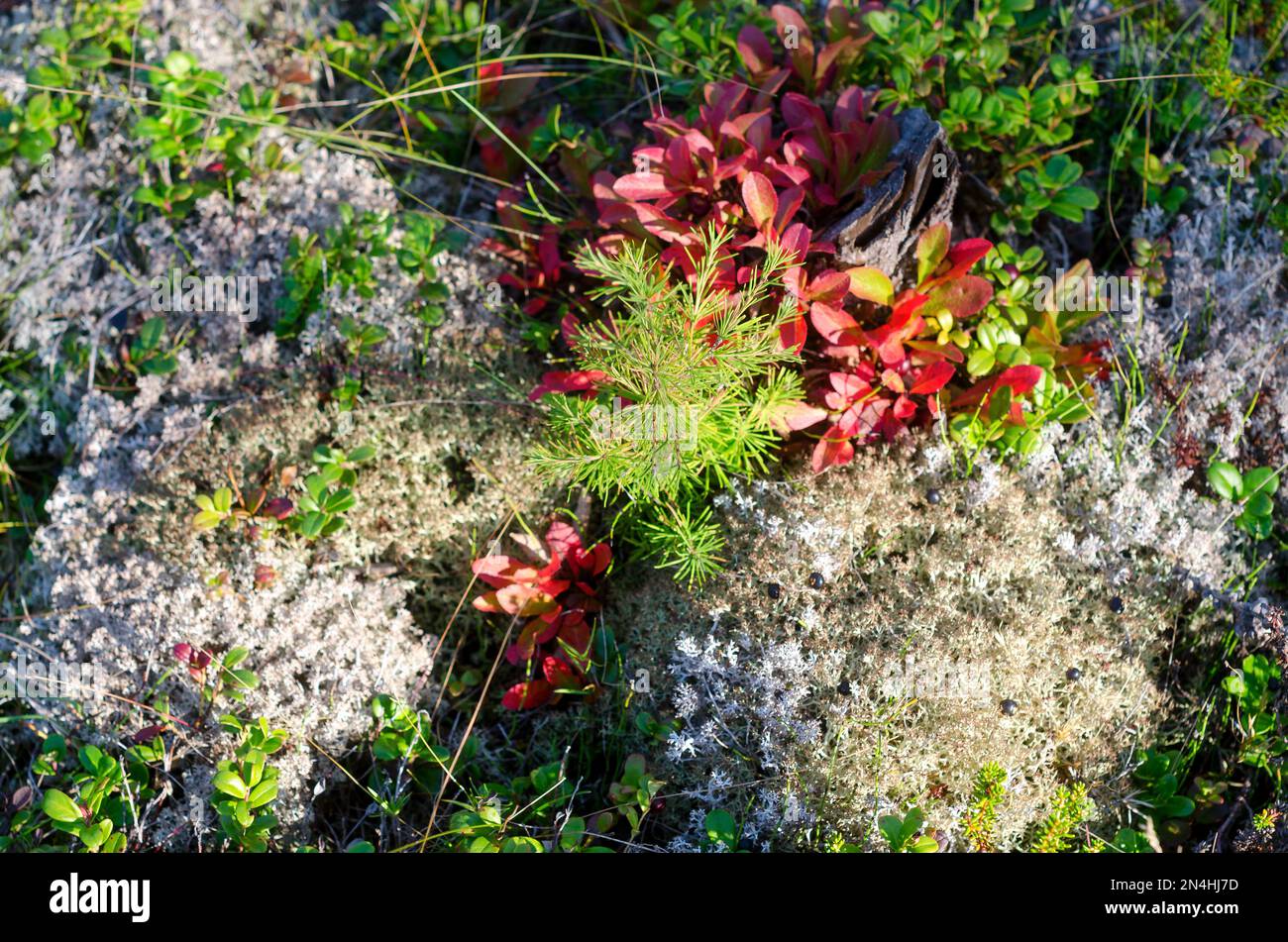 Colorful autumn skin of the earth in the woods of Yakutia with a young ...