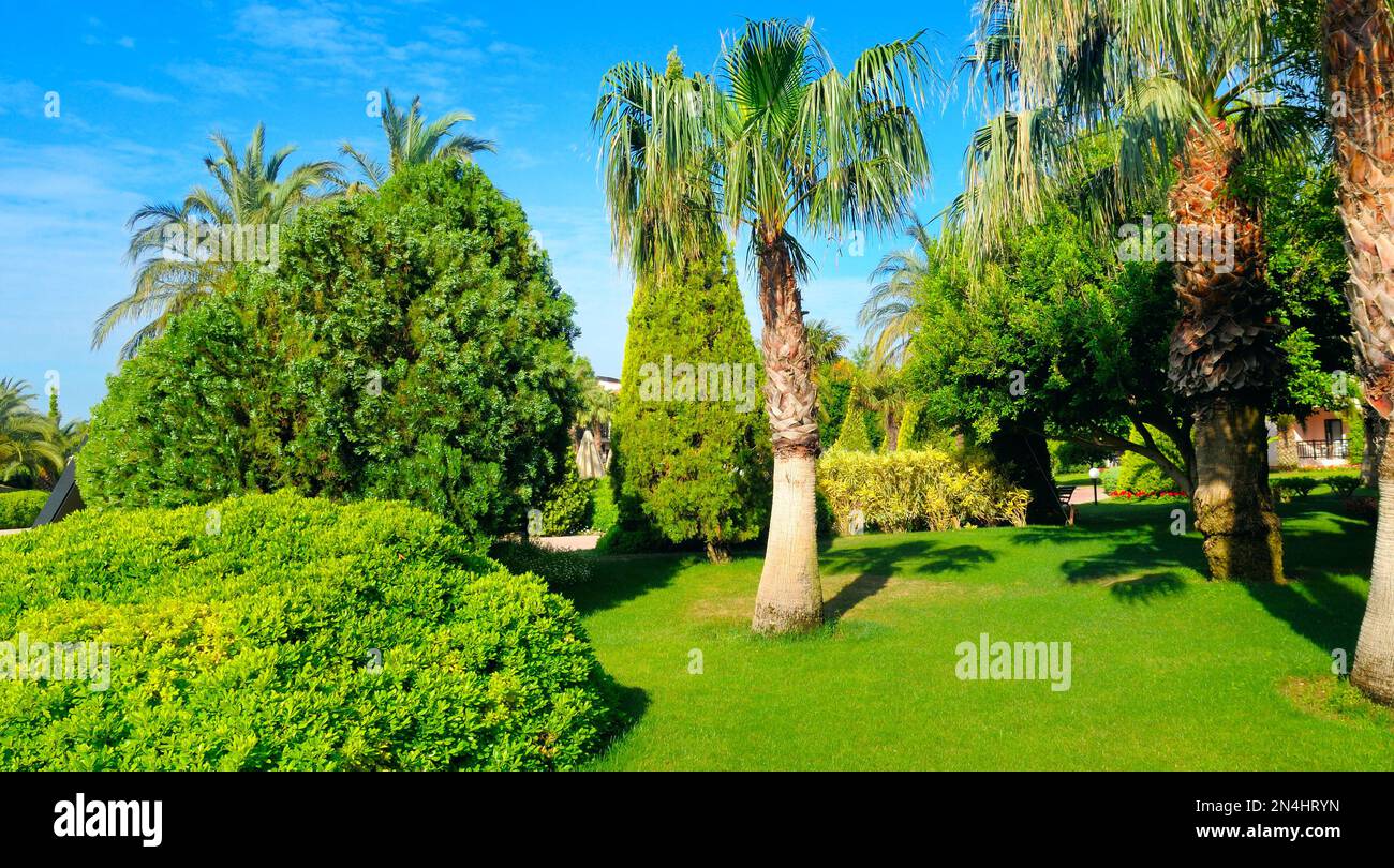 Tropical garden with palm trees and green lawns. Bright sunny day. Wide ...