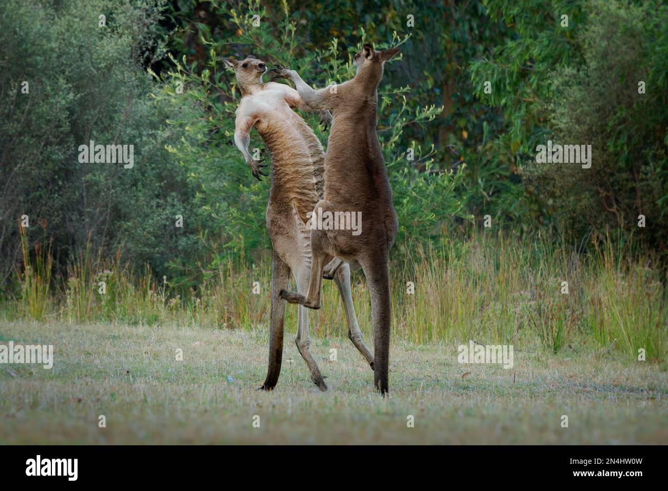 Macropus giganteus - Two Eastern Grey Kangaroos fighting with each ...