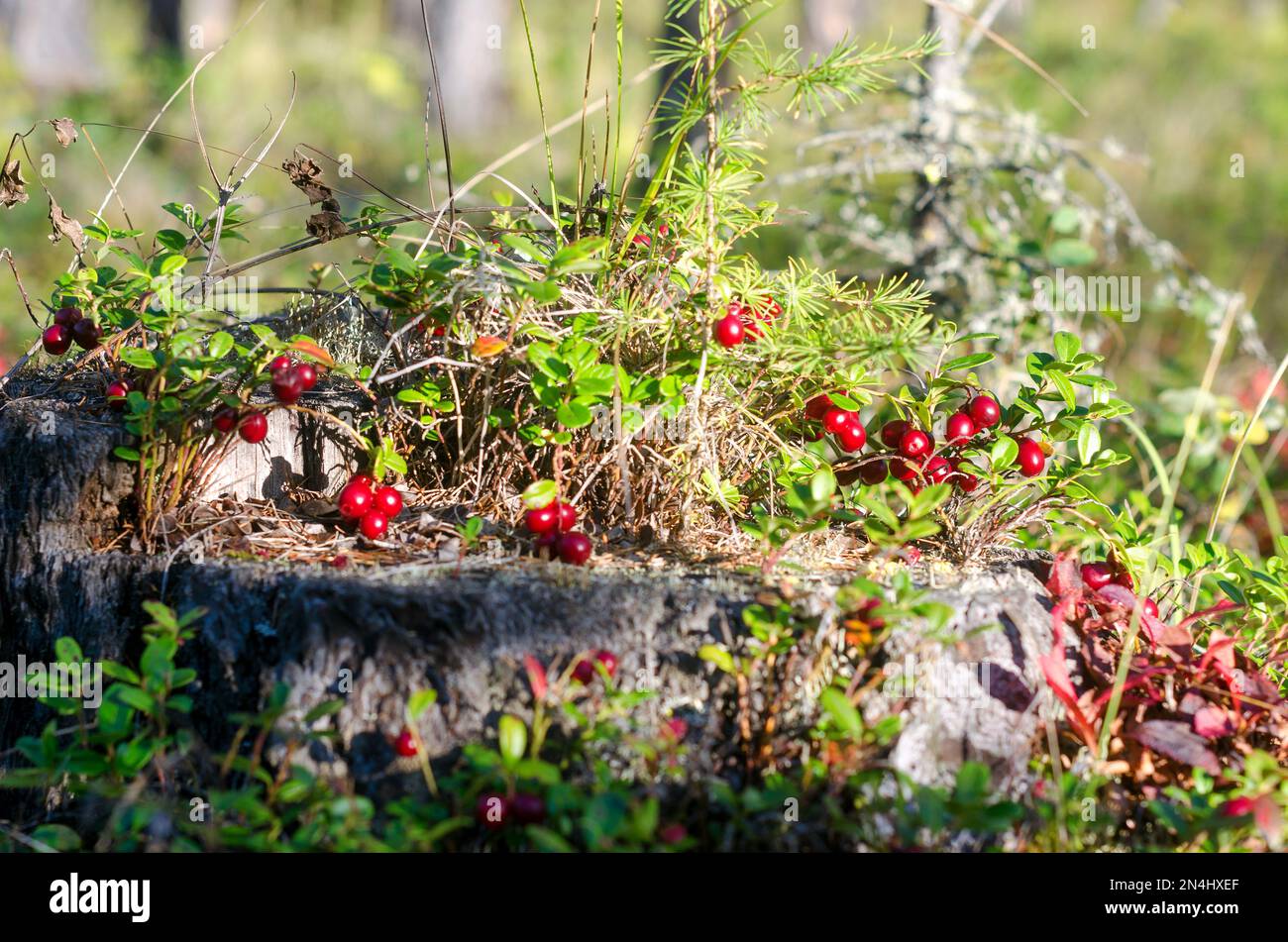 The bright sun illuminates the juicy red berries of cranberries growing thick bushes on an old stump under a young tree in the Northern tundra of Russ Stock Photo