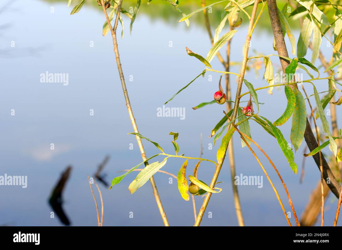 Cancer red tumor from the Gallic mite on a leaf of a wild plant in the North of Yakutia on the background of water. Stock Photo