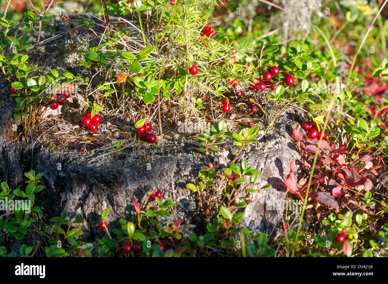 The bright sun illuminates the many juicy red cranberry berries growing thickly on the old stump in the Northern tundra of Russia in autumn. Stock Photo