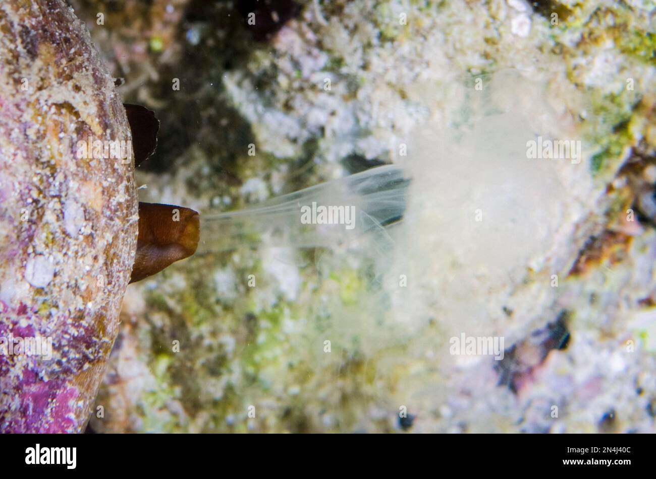 spawning common top shell, Tectus niloticus, Tanjung Uli dive site, night dive, Weda, Halmahera, North Maluku, Indonesia, Halmahera Sea Stock Photo