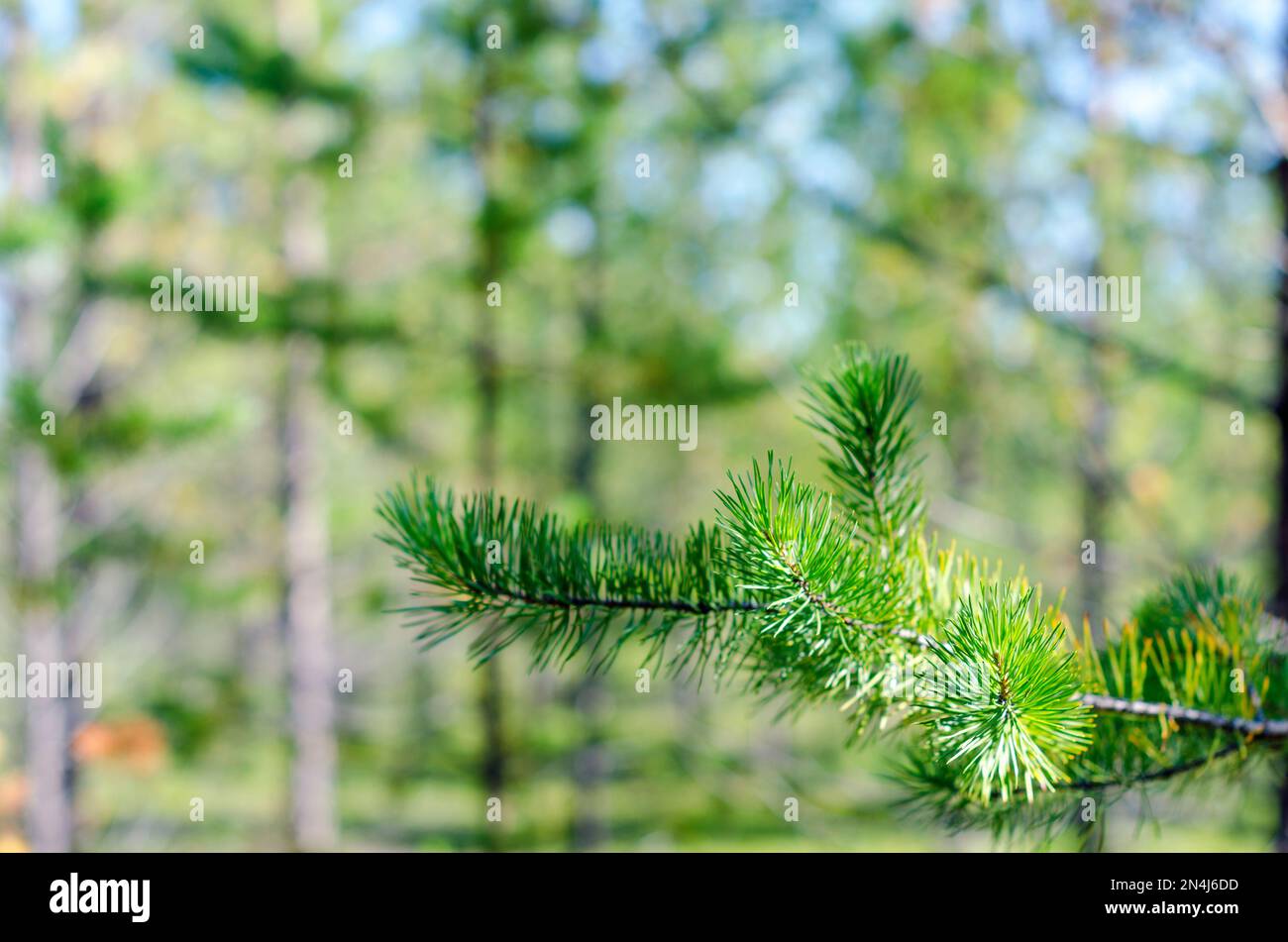 Green needles on a branch of the Yakut Northern spruce in the taiga in the afternoon. Stock Photo