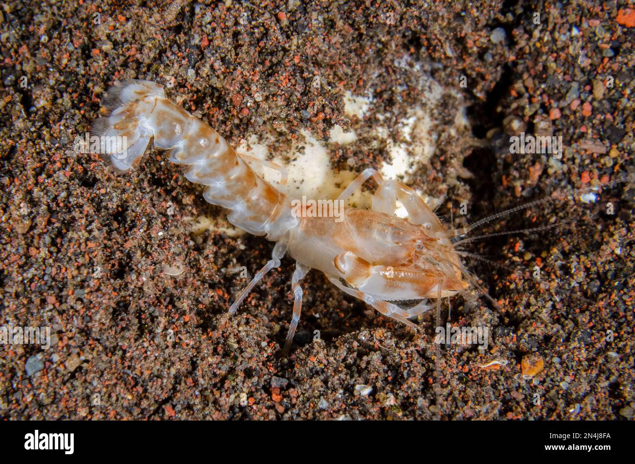 Snapping Shrimp on sand, Alpheus sp, night dive, Scuba Seraya House Reef dive site, Seraya, Kubu district, Karangasem, Bali, Indonesia, Indian Ocean Stock Photo