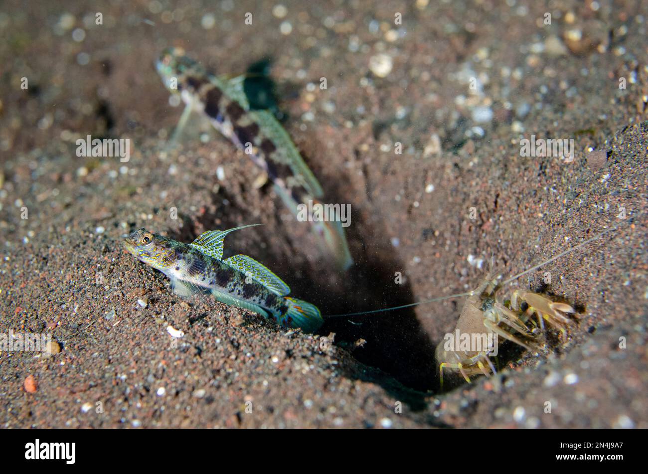 Pair of Yellowfoot Shrimpgoby,Vanderhorstia phaeosticta, with Snapping Shrimp, Alpheus sp, by hole in sand, Melasti dive site, Seraya, Kubu district, Stock Photo