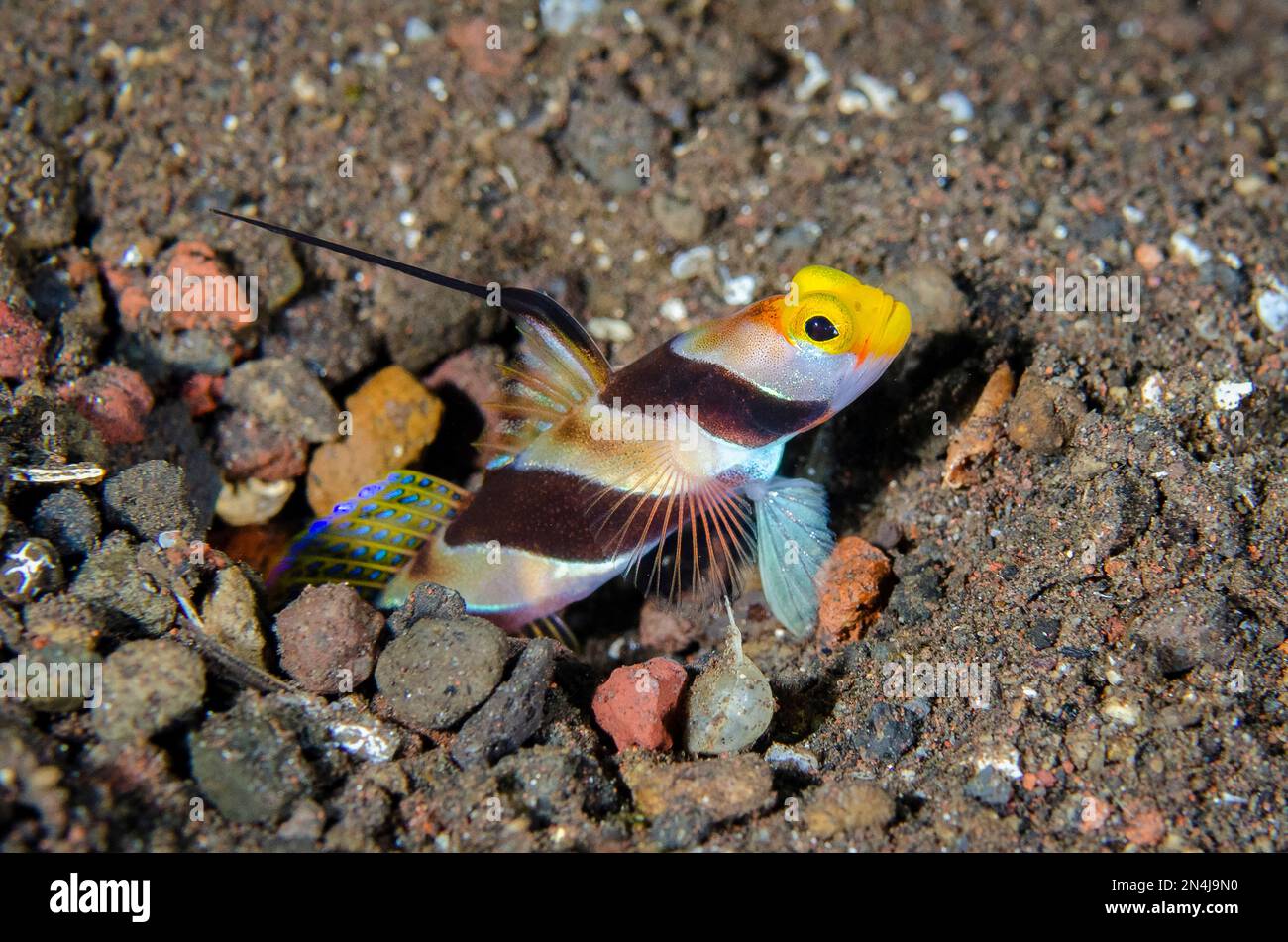 Black-rayed Shrimpgoby, Stonogobiops nematodes, in hole in sand, Melasti dive site, Seraya, Kubu district, Karangasem, Bali, Indonesia, Indian Ocean Stock Photo