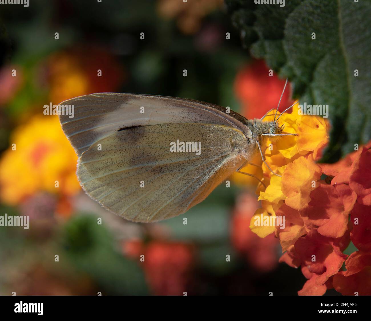 Pale butterfly, taken in Zante Stock Photo Alamy