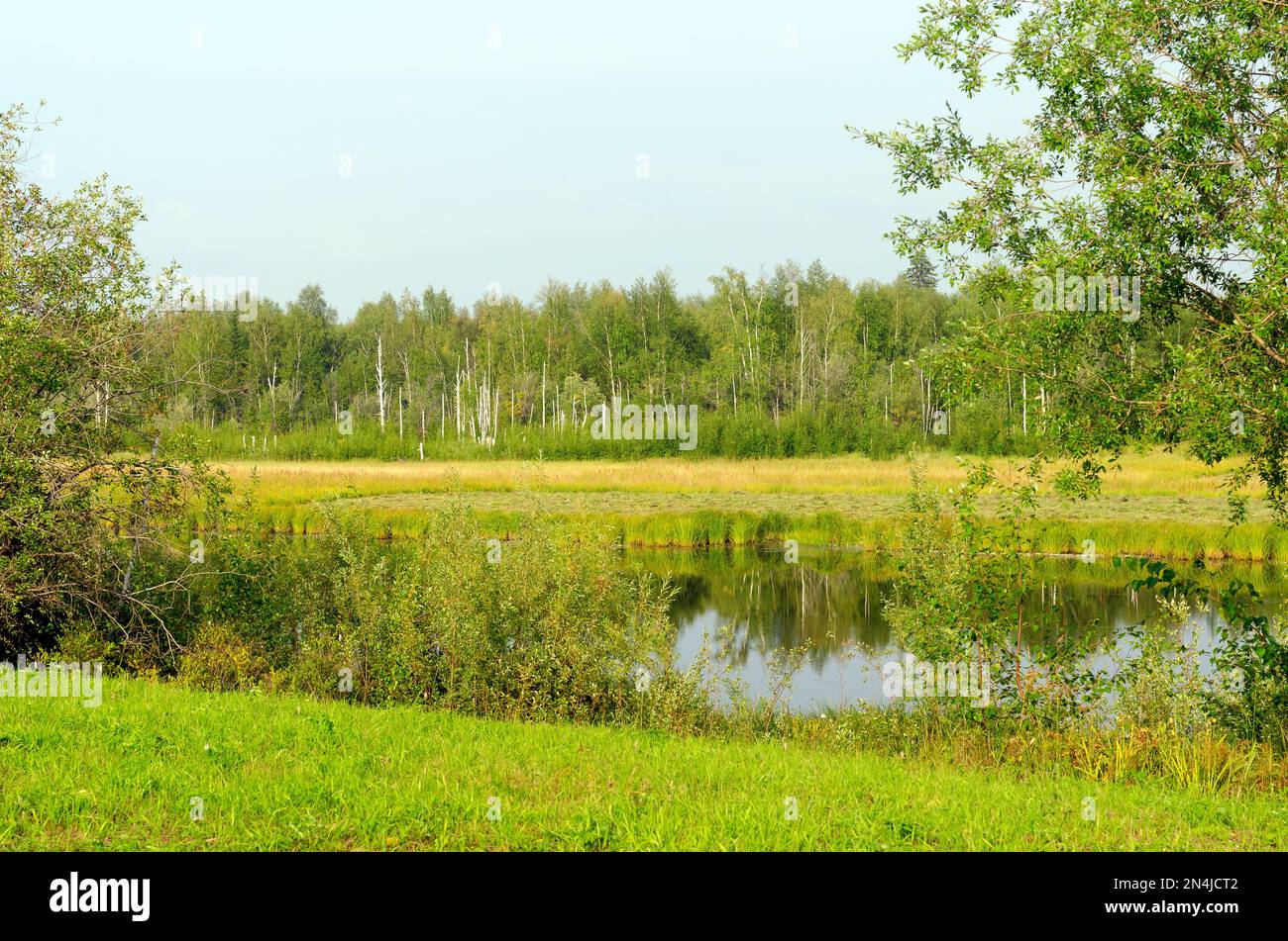 Wild pristine lake in the depths of the Northern taiga of Yakutia in the forest on a green field. Stock Photo