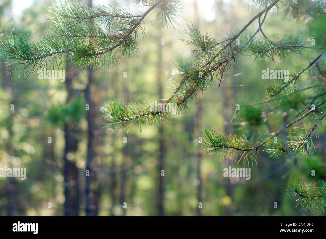Thin branches of spruce grow against the rising sun in the wild Northern forest. Stock Photo