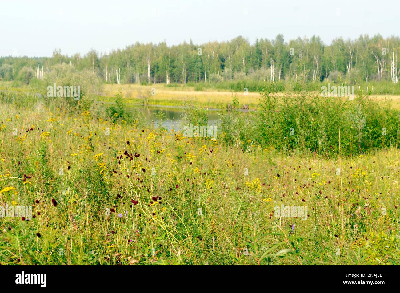 Wild field colorful flowers grow in autumn on the background of the Northern lake and birch forest in Yakutia. Stock Photo