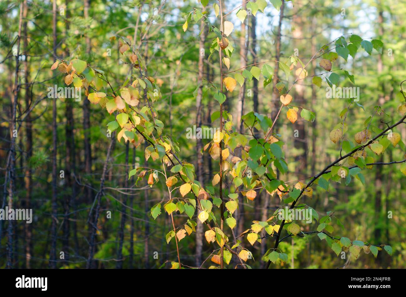 Yellow leaves on a small autumn birch grow in the young spruce forest of the Northern forest of Yakutia. Stock Photo