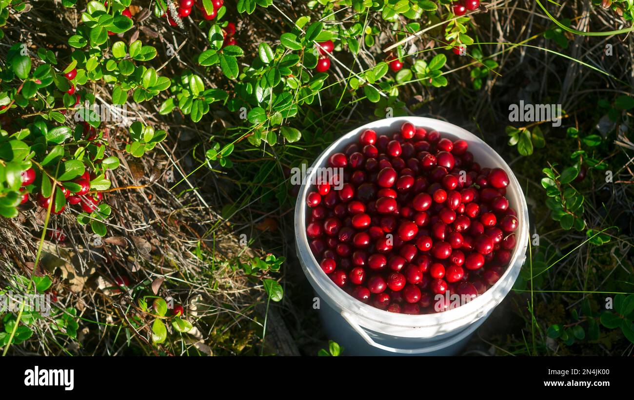 Juicy red berries of wild cranberries lie in a full bucket opposite the