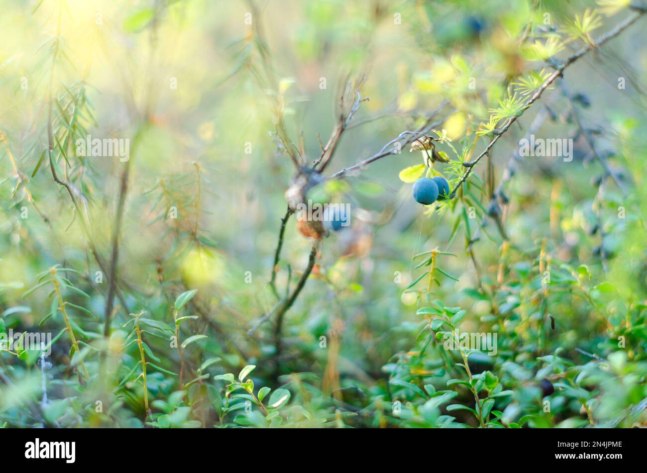 Juicy and rich blueberry berries grow on a Bush on the background of coniferous forest over