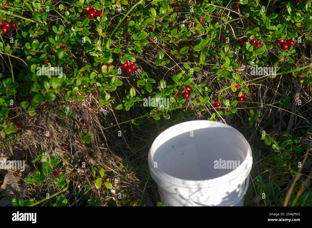 An empty bucket stands under the bright bushes of red cranberries before collecting a wild harvest in the forest of the taiga of Yakutia. Stock Photo