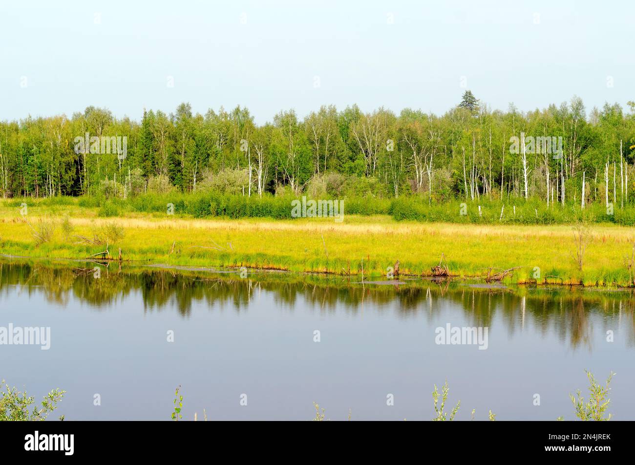 Wild Yakut lake in a field in the forest with the reflection of grass on the shore in the taiga in the North of Russia. Stock Photo