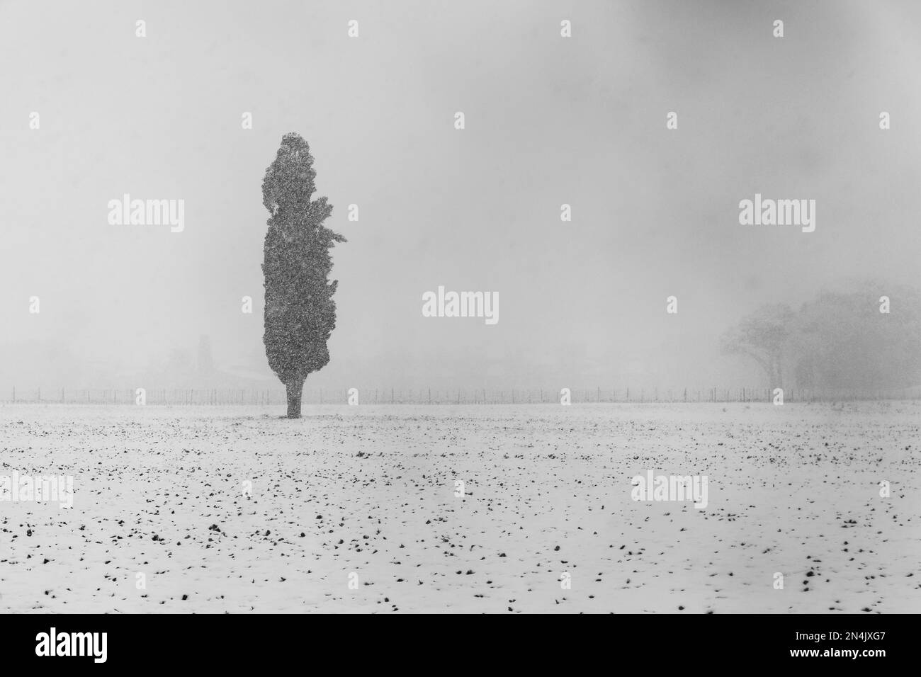 Solitary tree in the middle of snow Stock Photo - Alamy