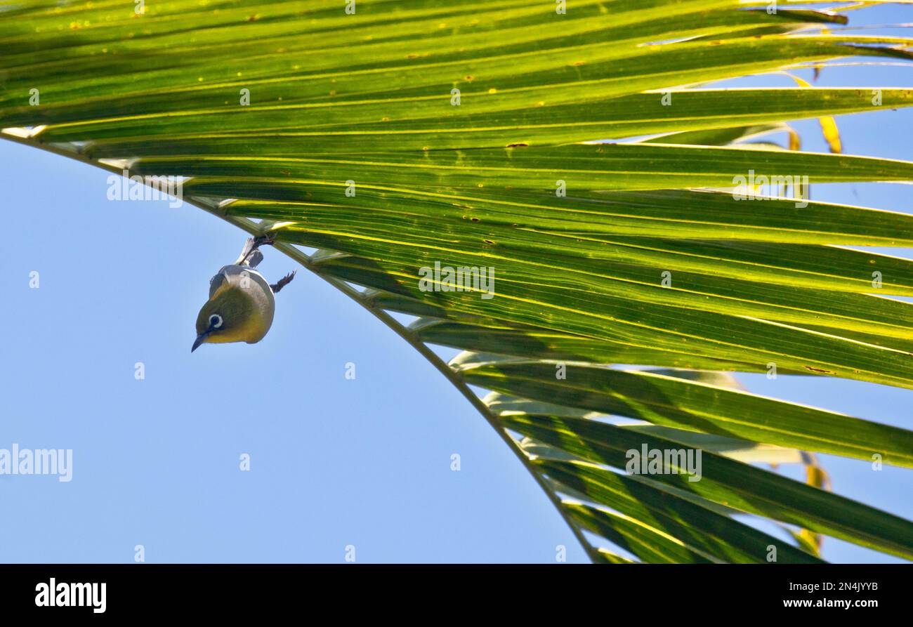 Warbling white-eye taking flight, Kona Hawaii Stock Photo