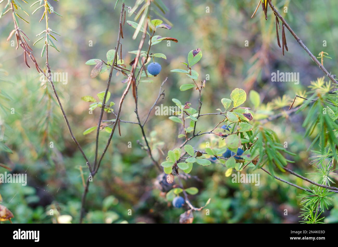 Blue juicy wild blueberries grow on a Bush in multi-colored vegetation over the grass in green and red autumn in the tundra of the forest of Yakutia. Stock Photo