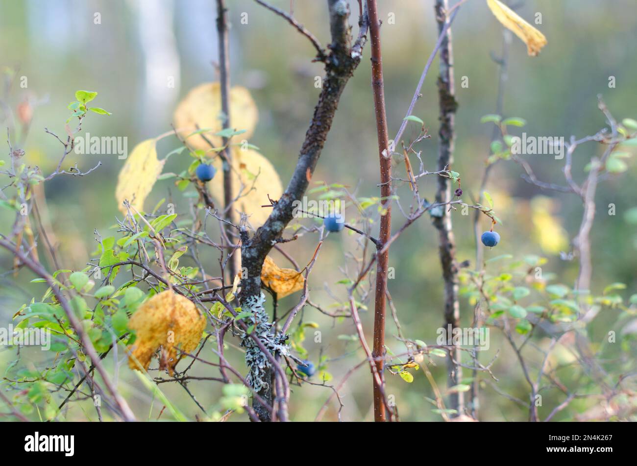 Blue juicy wild northern blueberry berries grow on a Bush in colorful vegetation with yellow leaves and mossy tree trunk in autumn. Stock Photo
