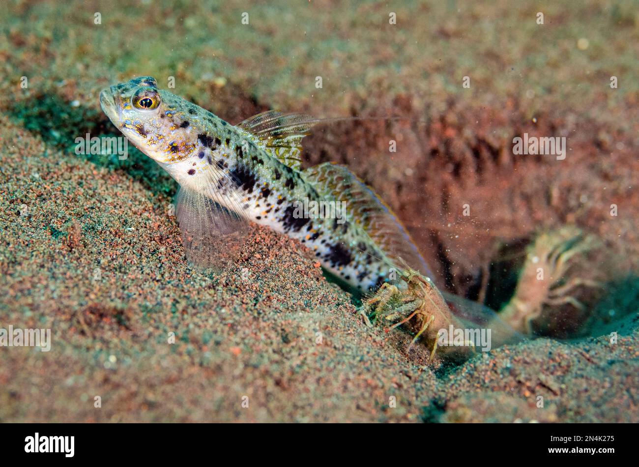 Yellowfoot Shrimpgoby, Vanderhorstia phaeosticta, with pair of Snapping Shrimps, Alpheus sp, by hole in sand, Batu Niti dive site, Seraya, Kubu distri Stock Photo