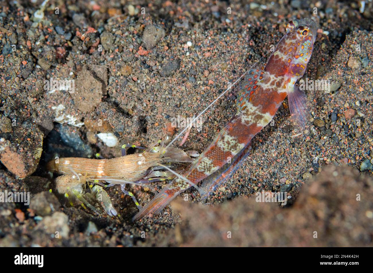 Blotchy Shrimpgoby, Amblyeleotris periophthalma, with pair of Snapping Shrimps, Alpheus sp, cleaning hole, Pong Pong dive site, Seraya, Kubu district, Stock Photo