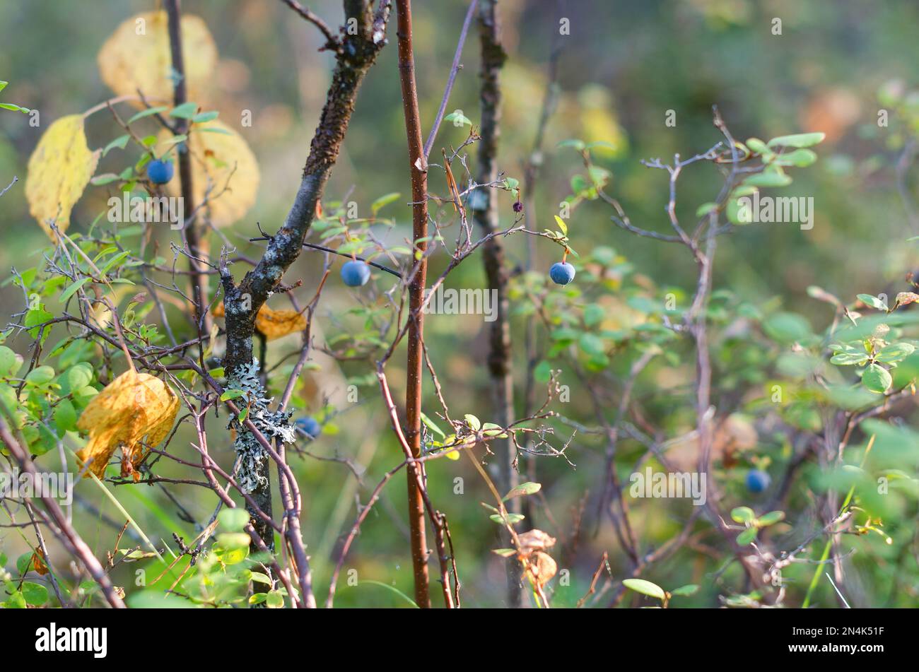 Blue juicy wild Northern blueberries grow in autumn on a Bush in multi-colored vegetation with yellow leaves and a mossy tree trunk in the Yakut fores Stock Photo