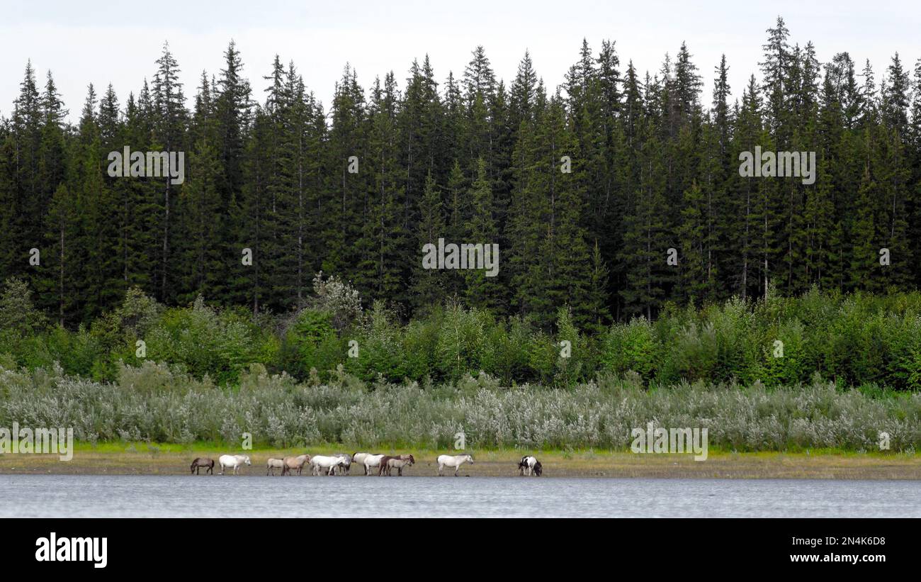 Yakutian cattle hi-res stock photography and images - Alamy