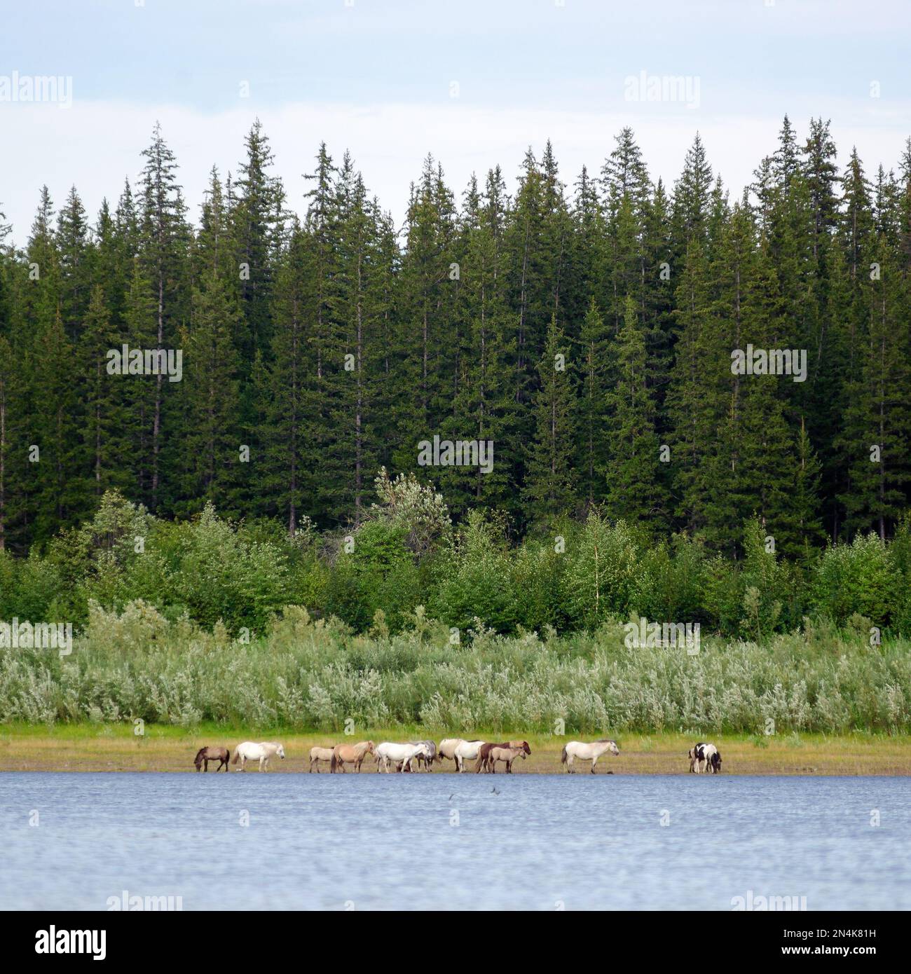 A herd of light Yakut horses is feeding on the banks of the Northern river vilyu on the background of a number of coniferous trees and the usual locat Stock Photo