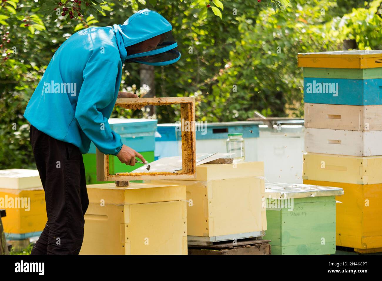 beekeeper cleans wax with hive tool from box. Processing hives. Works on the apiary. Beekeeping. Stock Photo