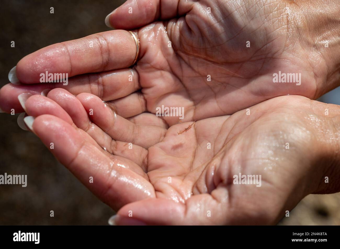 Sea monkey organisms from salty waters at salt marshes, Isla Cristina, Spain Stock Photo