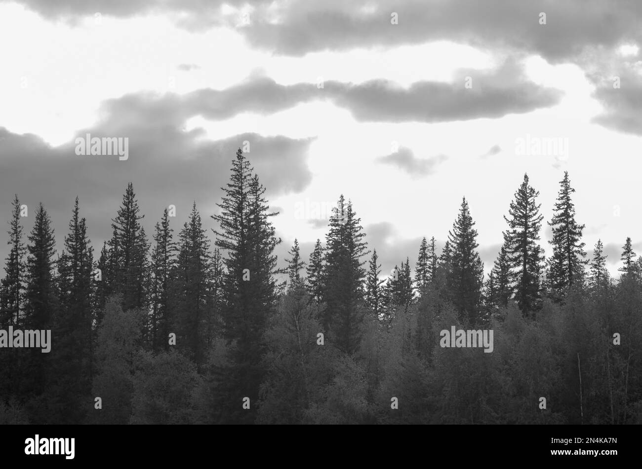 Black and white photo of the tops of spruce trees in the taiga on the background of clouds. Stock Photo