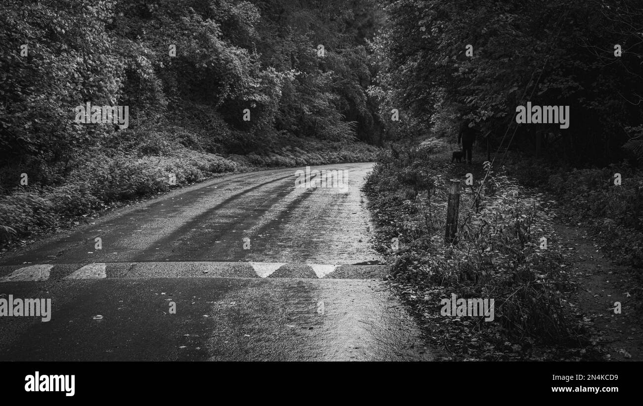 A greyscale shot of a wet road in a forest after a rain Stock Photo