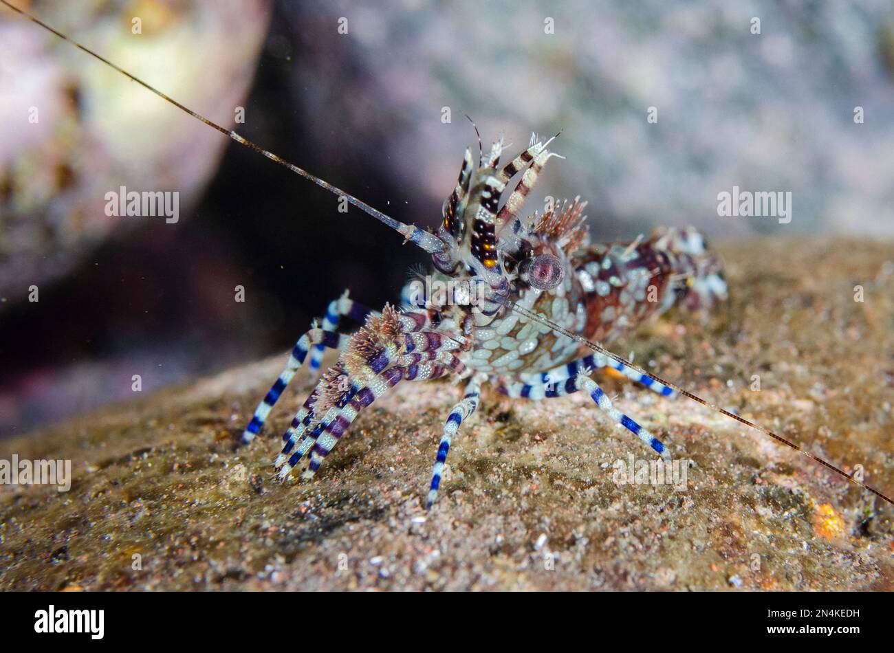 Saron Shrimp, Saron marmoratus, night dive, Scuba Seraya House Reef dive site, Seraya, Kubu district, Karangasem, Bali, Indonesia, Indian Ocean Stock Photo