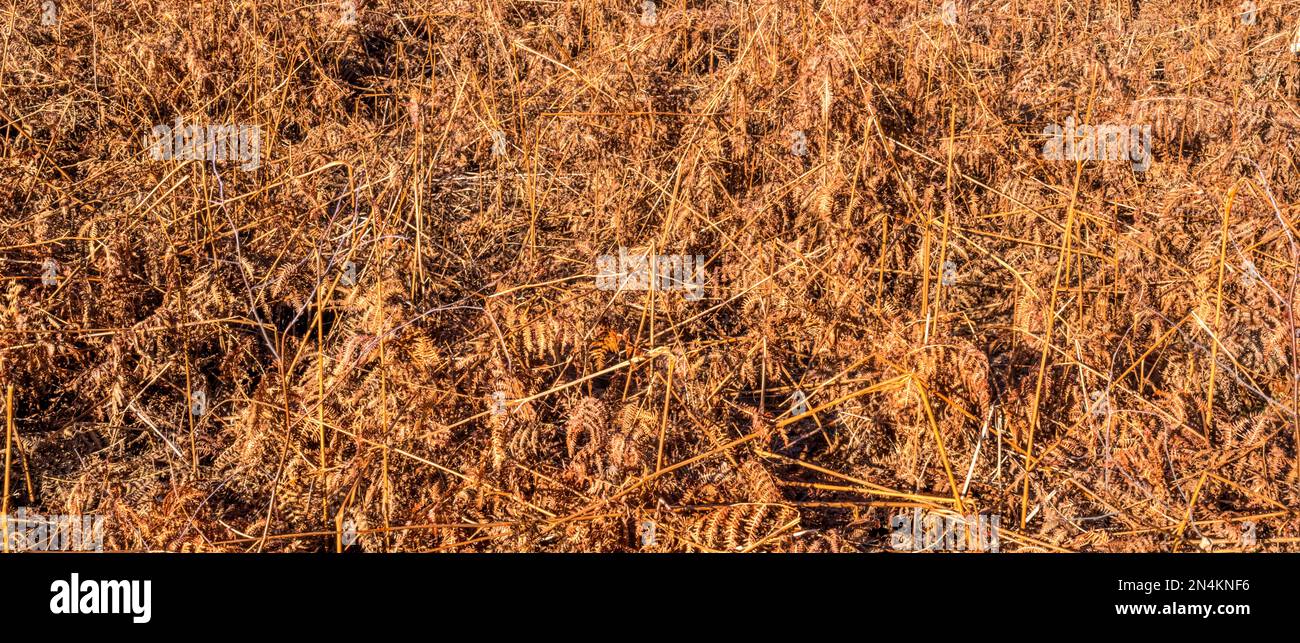 Dried bracken, Pteridium aquilinum, in Norfolk. Stock Photo