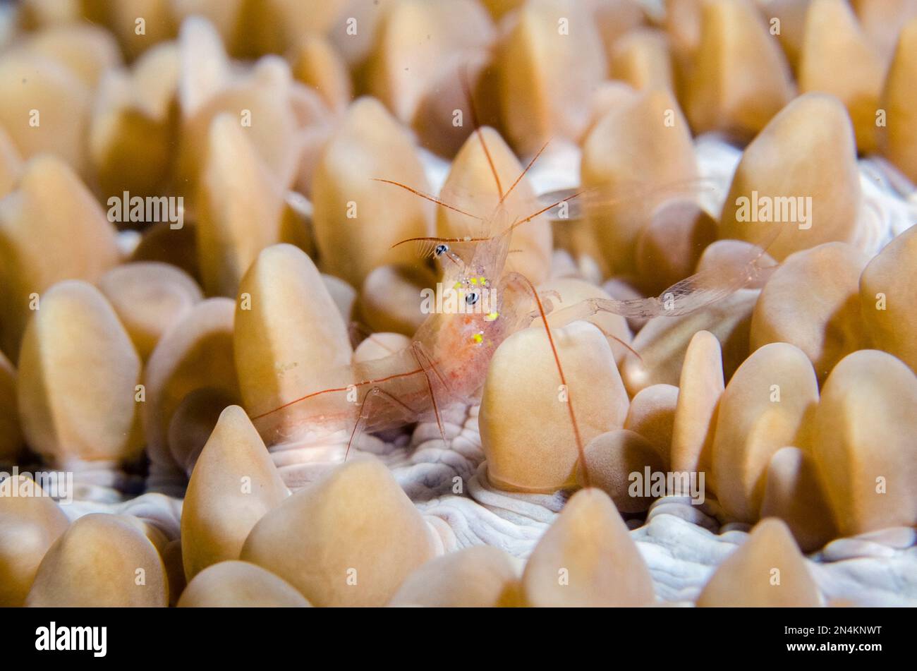 Bubble Coral Shrimp, Vir sp, in Bubble Coral, Plerogyra sinuosa, Weda, Halmahera, North Maluku, Indonesia, Halmahera Sea Stock Photo