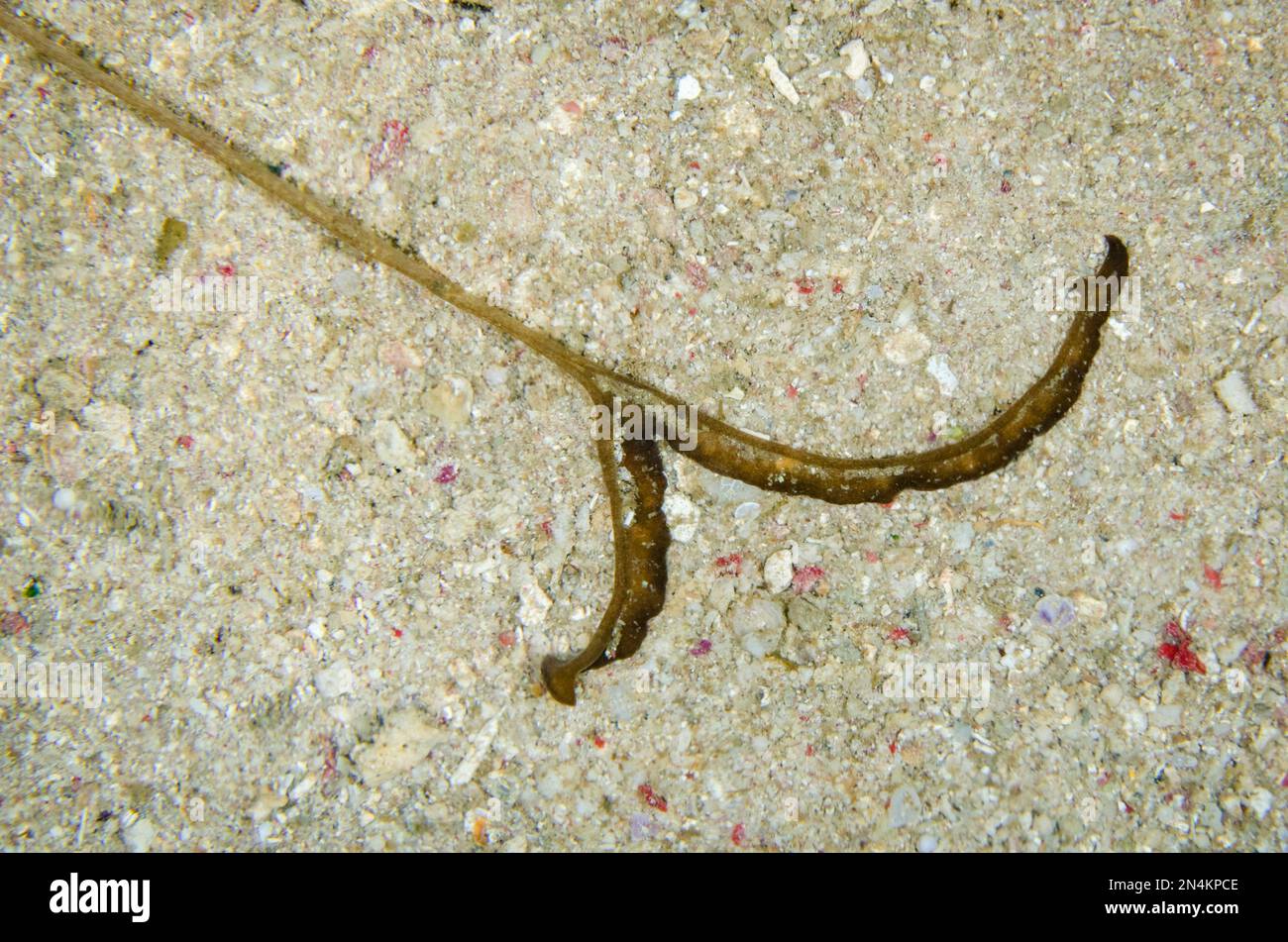 Proboscis of Echiura Worm, Bonellia sp, Bandara dive site, night dive, Weda, Halmahera, North Maluku, Indonesia, Halmahera Sea Stock Photo