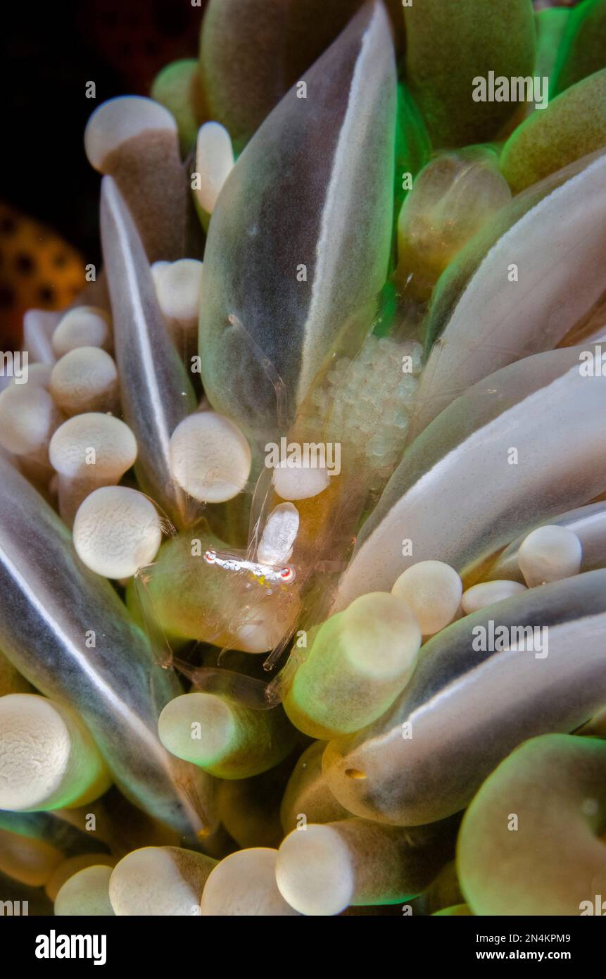 Heliofungia sp hi-res stock photography and images - Alamy