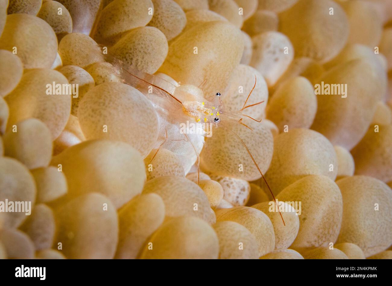 Bubble Coral Shrimp, Vir sp, in Bubble Coral, Plerogyra sinuosa, Loleo dive site, Weda, Halmahera, North Maluku, Indonesia, Halmahera Sea Stock Photo