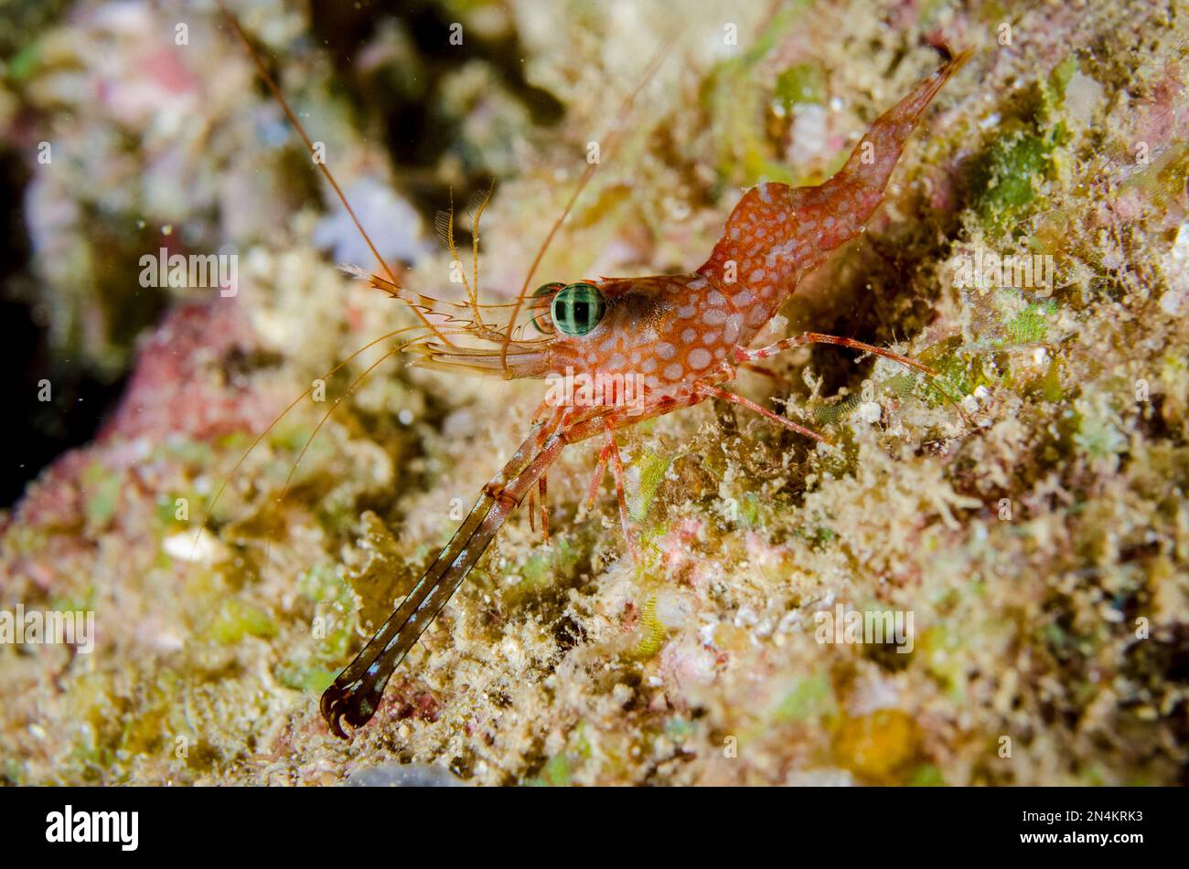 Henderson's Hinge-beak Shrimp, Cinetorhynchus hendersoni, Tanjung Uli dive site, night dive, Weda, Halmahera, North Maluku, Indonesia, Halmahera Sea Stock Photo