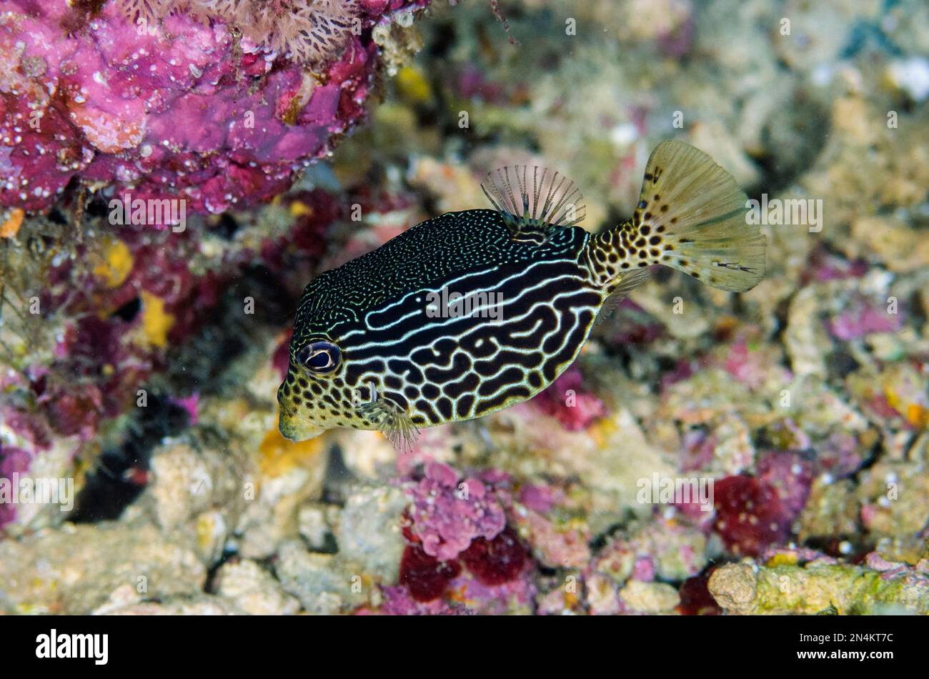 Solar Boxfish, Ostracion solorensis, Gorango Mini dive site, Weda, Halmahera, North Maluku, Indonesia, Halmahera Sea Stock Photo