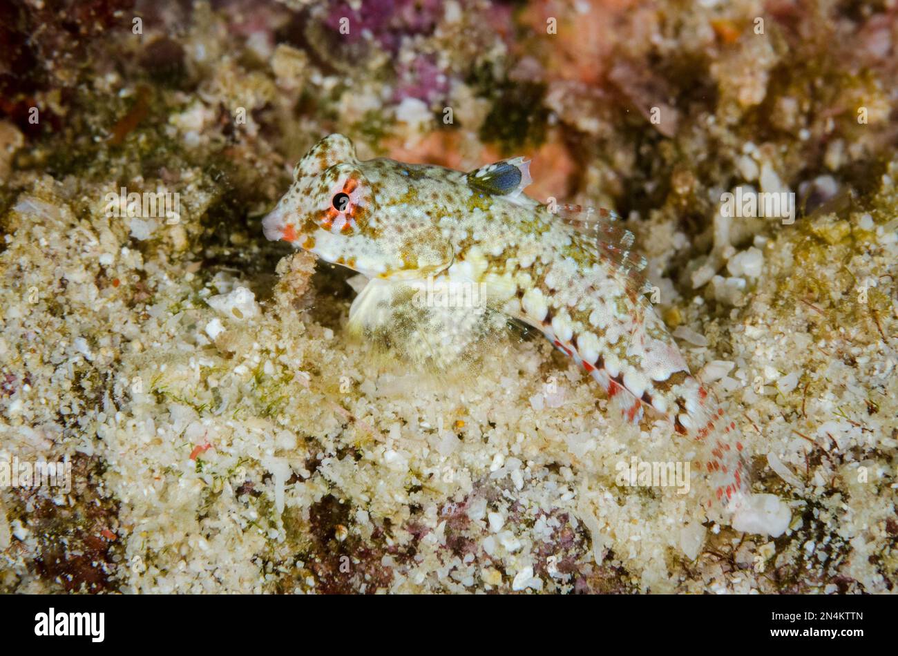 Moyer's Dragonet, Synchiropus moyeri, Gorango Kecil dive site, Weda, Halmahera, North Maluku, Indonesia, Halmahera Sea Stock Photo