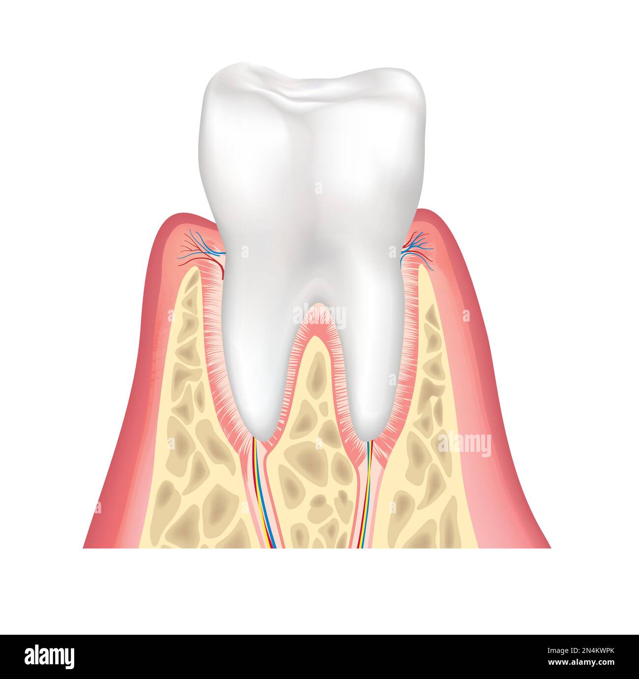 Tooth anatomy. Healthy teeth structure. Dental medical vector illustration. Stock Vector