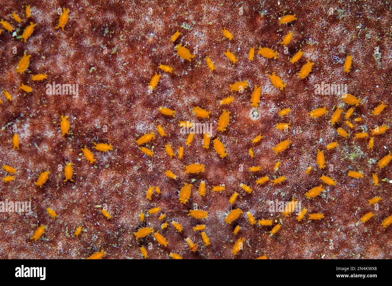 Sponge Isopods, Santia sp, on Sponge, Porifera Phylum,  Gorango Mini dive site, Weda, Halmahera, North Maluku, Indonesia, Halmahera Sea Stock Photo