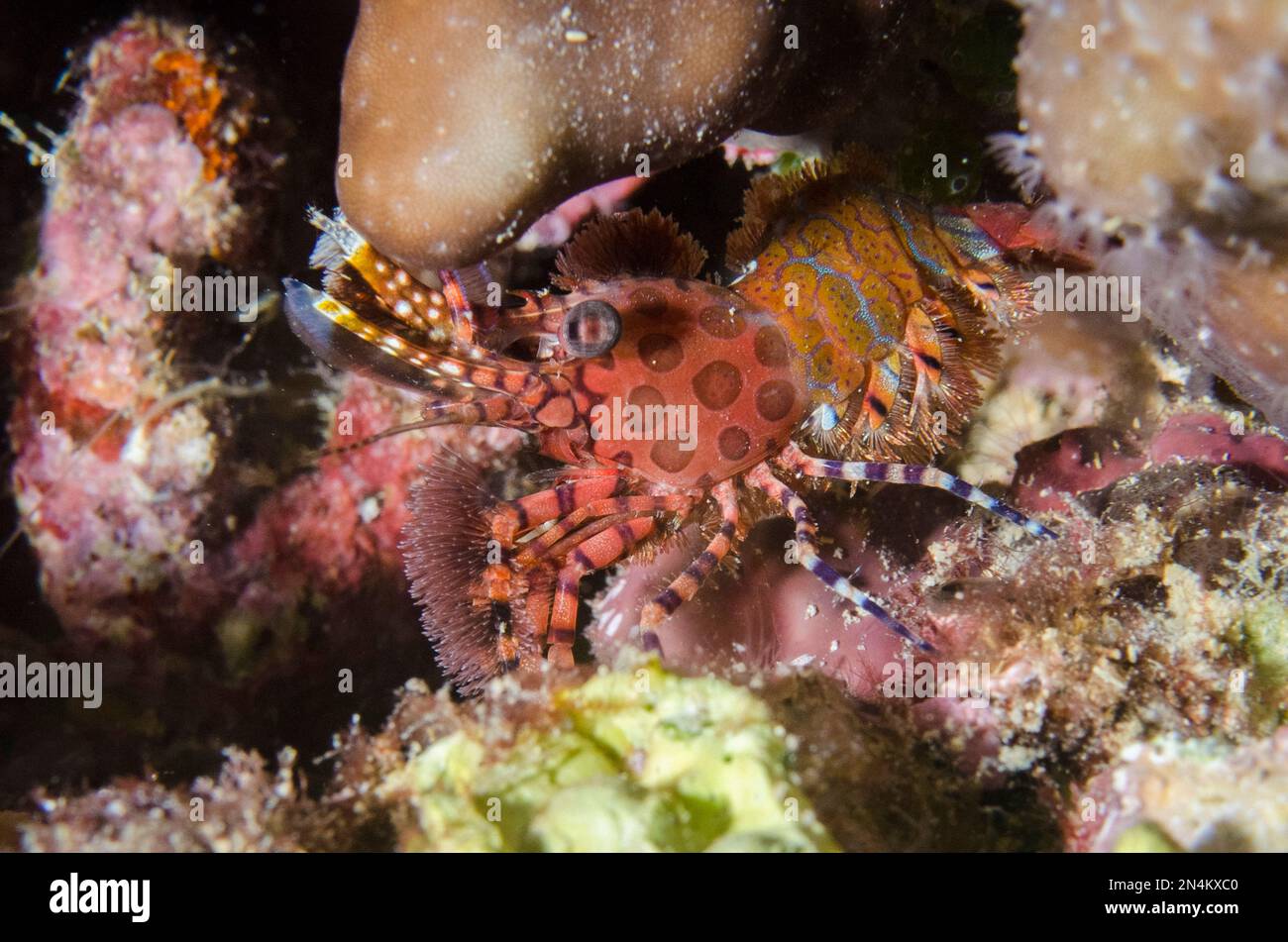 Marbled Shrimp, Saron sp, Tanjung Uli dive site, night dive, Weda, Halmahera, North Maluku, Indonesia, Halmahera Sea Stock Photo